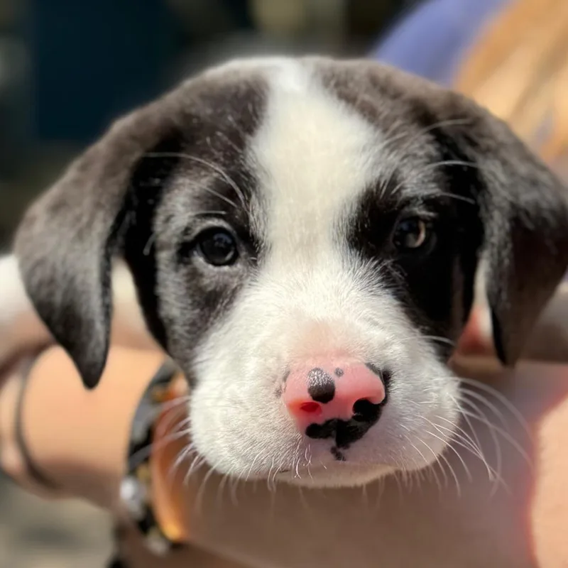 A baby medium-sized male Black Mixed Breed dog named Trussel for adoption in Decatur, GA