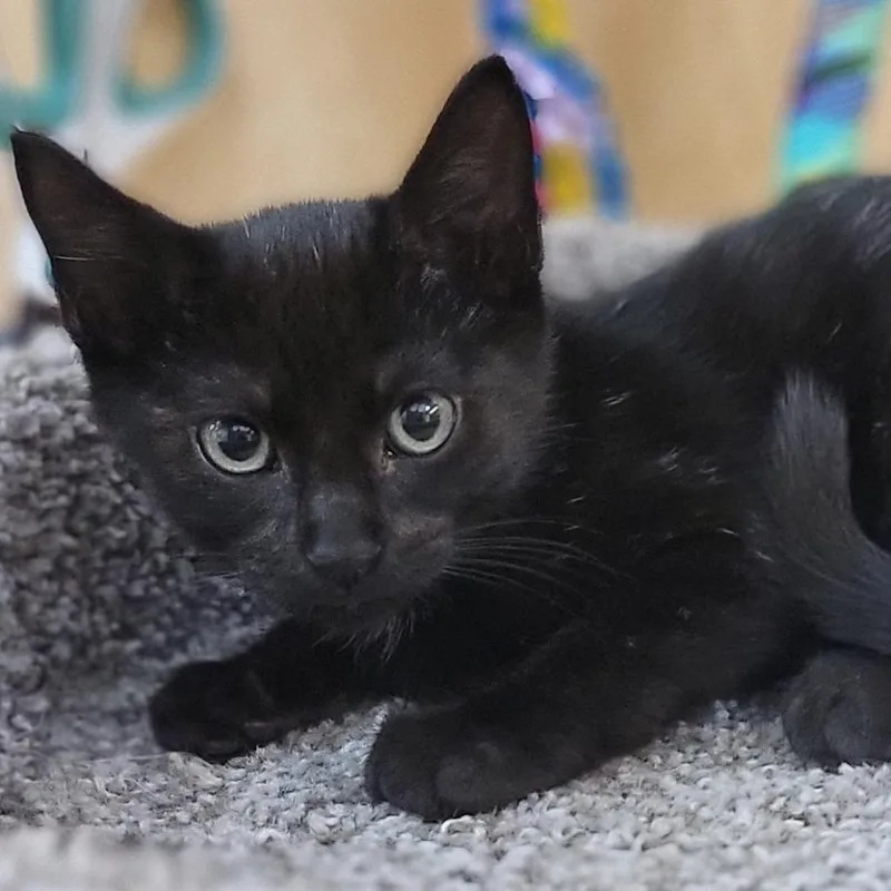 A baby small-sized male Black Domestic Short Hair cat named Travis for adoption in Santa Fe, TX