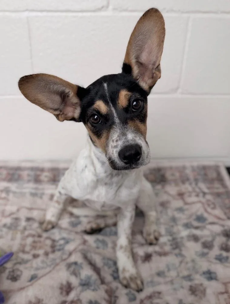 A baby small-sized female Tricolor (Brown, Black, & White) Rat Terrier dog named Chloe for adoption in Milton, GA