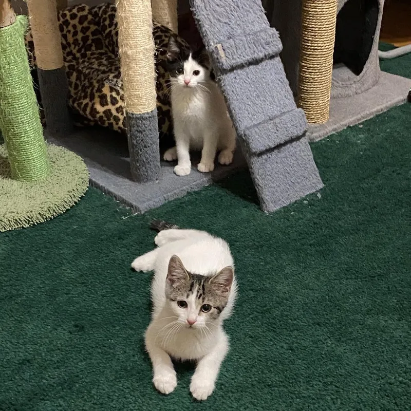 A baby small-sized male White Domestic Short Hair cat named Mario for adoption in Skokie, IL