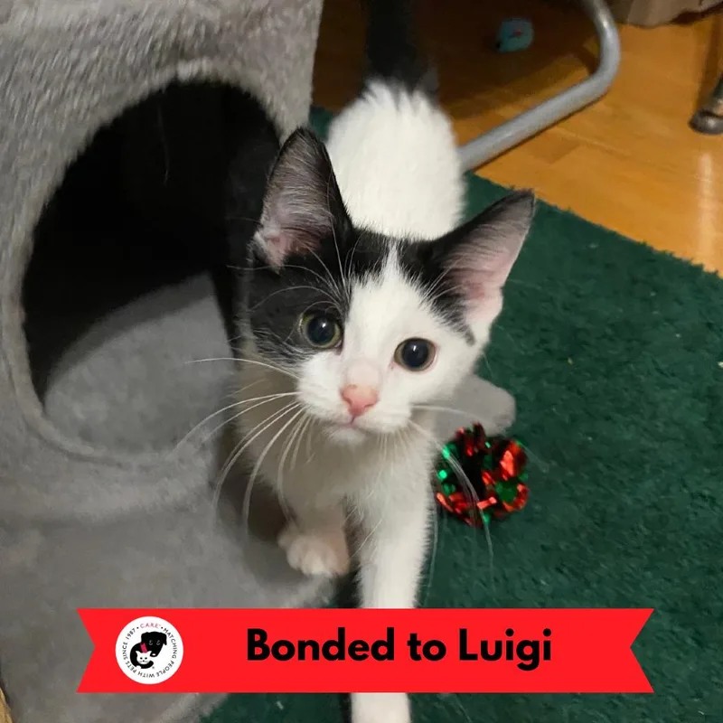 Mario thumbnail 3