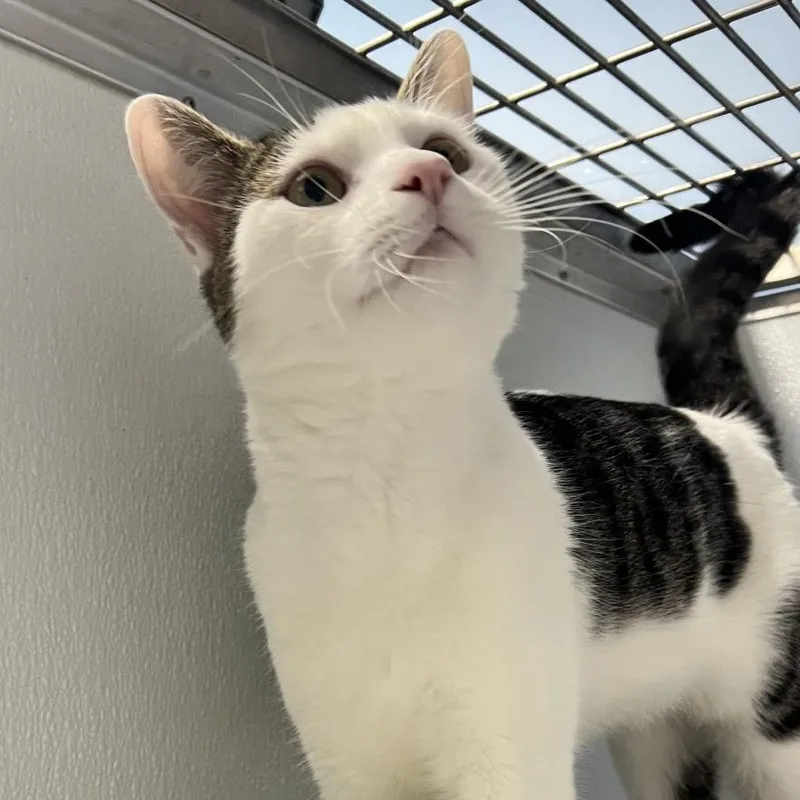 An adult medium-sized male Domestic Short Hair cat named Moby for adoption in Oneonta, NY