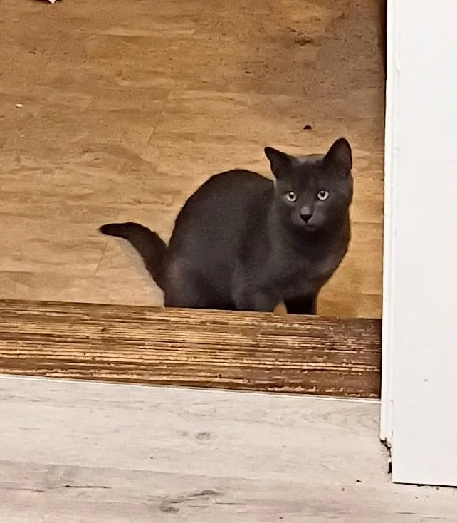 A young medium-sized male Gray / Blue / Silver Russian Blue cat named Ninja  Shy & for adoption in Hendersonville, TN