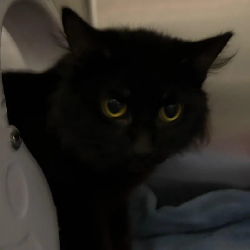 An adult medium-sized female Black Domestic Short Hair cat named Kai for adoption in Upland, CA
