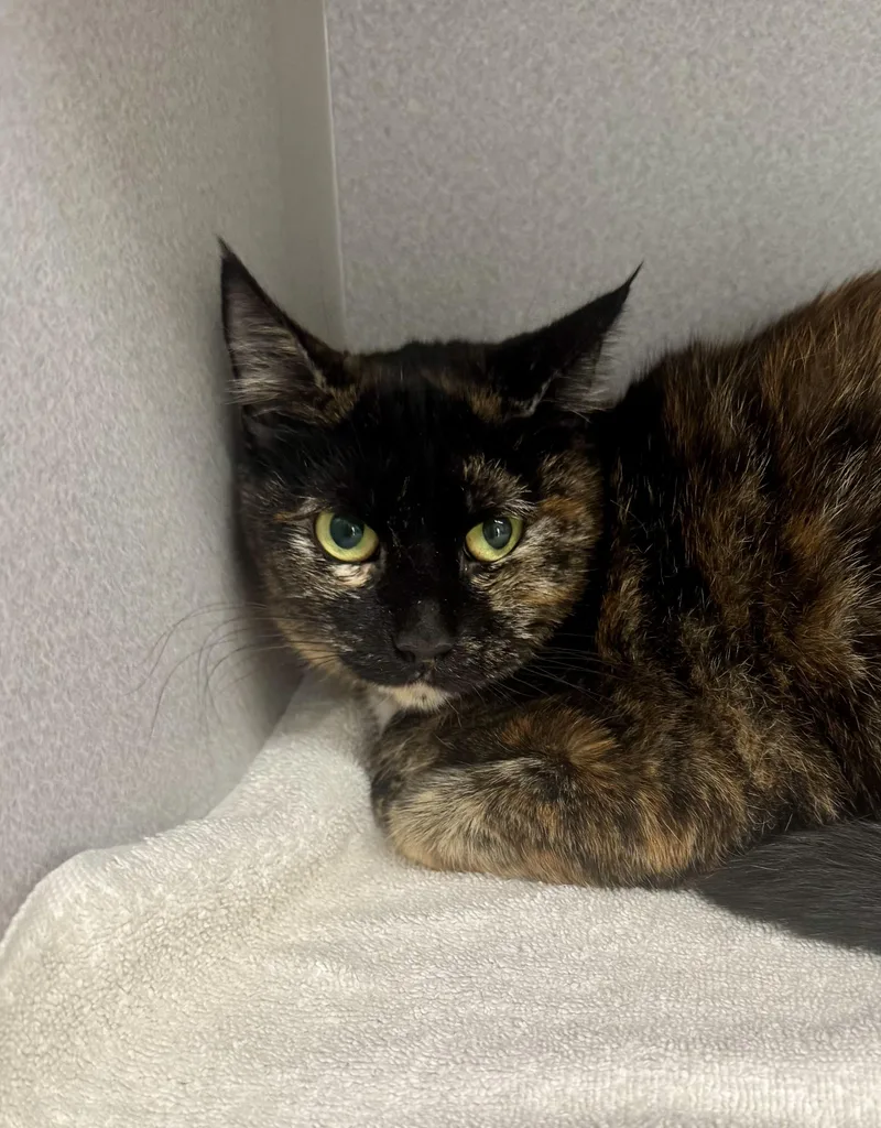 A young medium-sized female Tortoiseshell cat named Scarlett for adoption in Red Bluff, CA