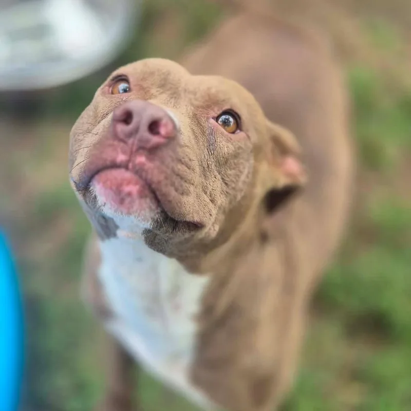 An adult small-sized female Brown / Chocolate Pit Bull Terrier dog named Arabella for adoption in Dover, AR
