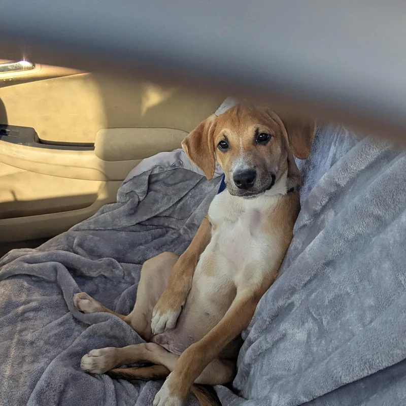 A baby medium-sized male Mixed Breed dog named Peso Pluma for adoption in Bellflower, CA