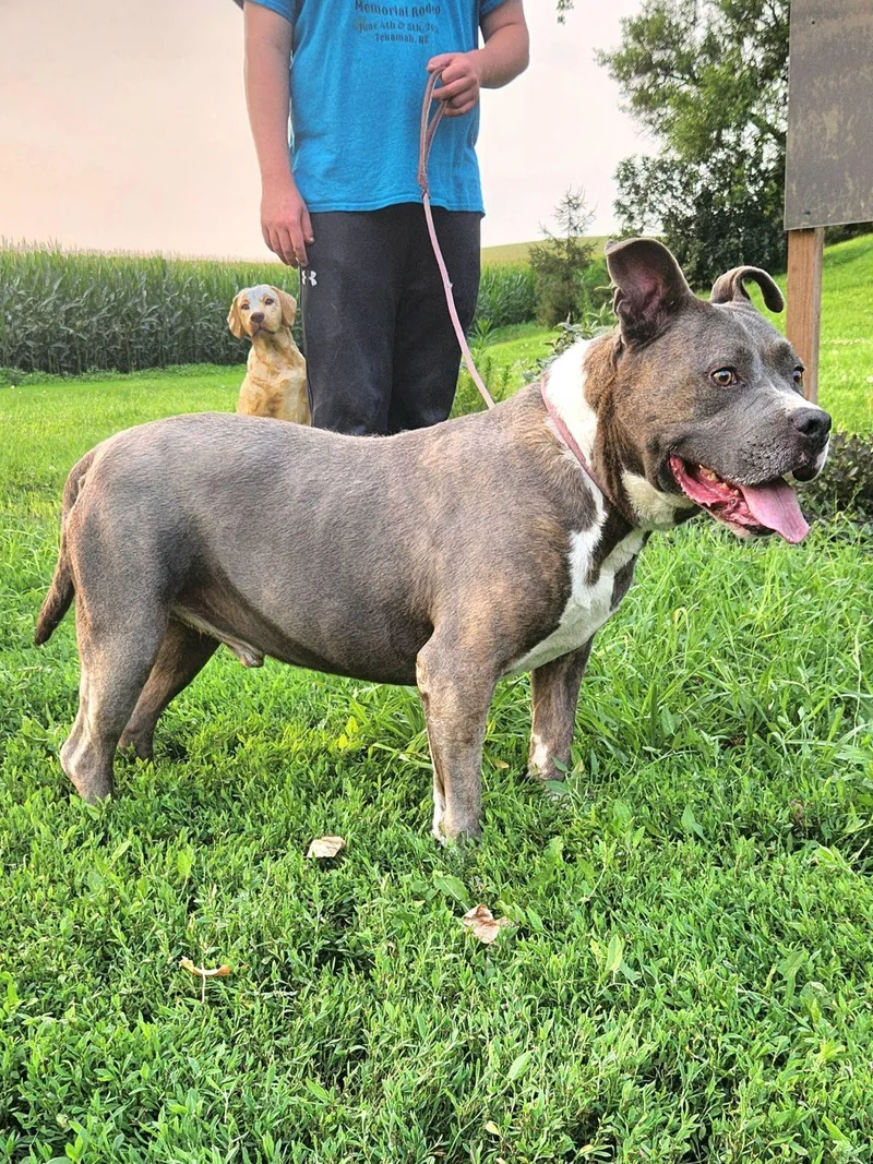 A senior large-sized male Brindle American Bully dog named Diesel for adoption in Walthill, NE