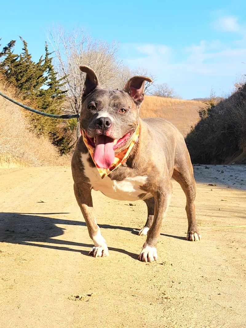 Diesel thumbnail 6
