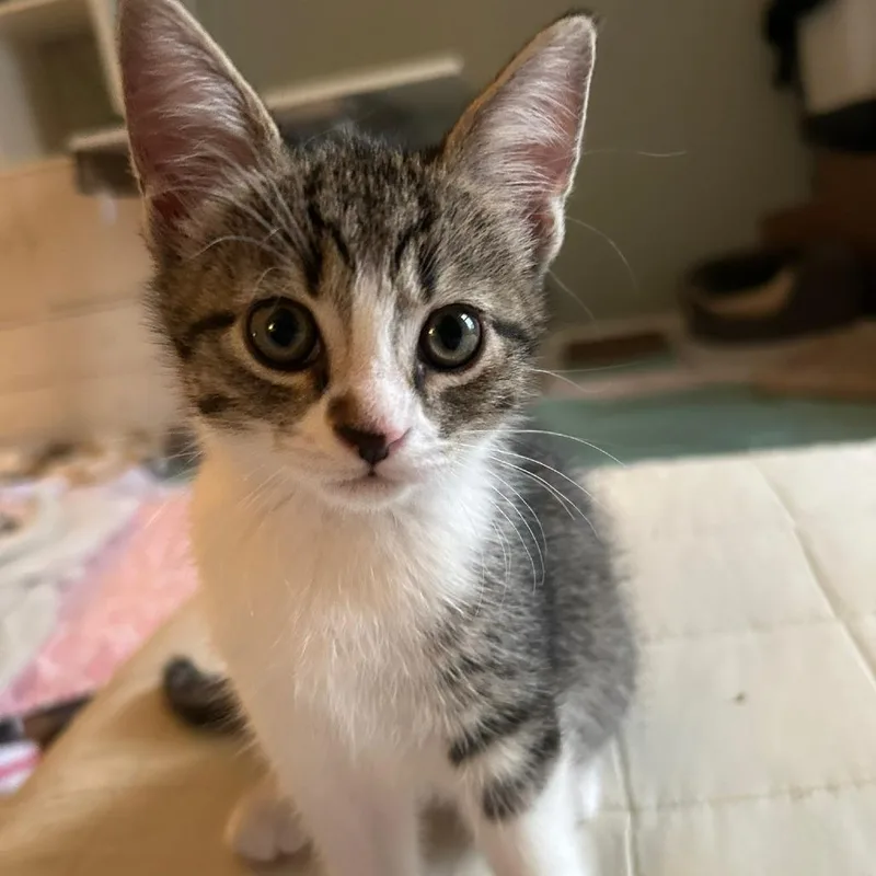 A baby small-sized female Domestic Short Hair cat named Olive for adoption in Fairfax, VA