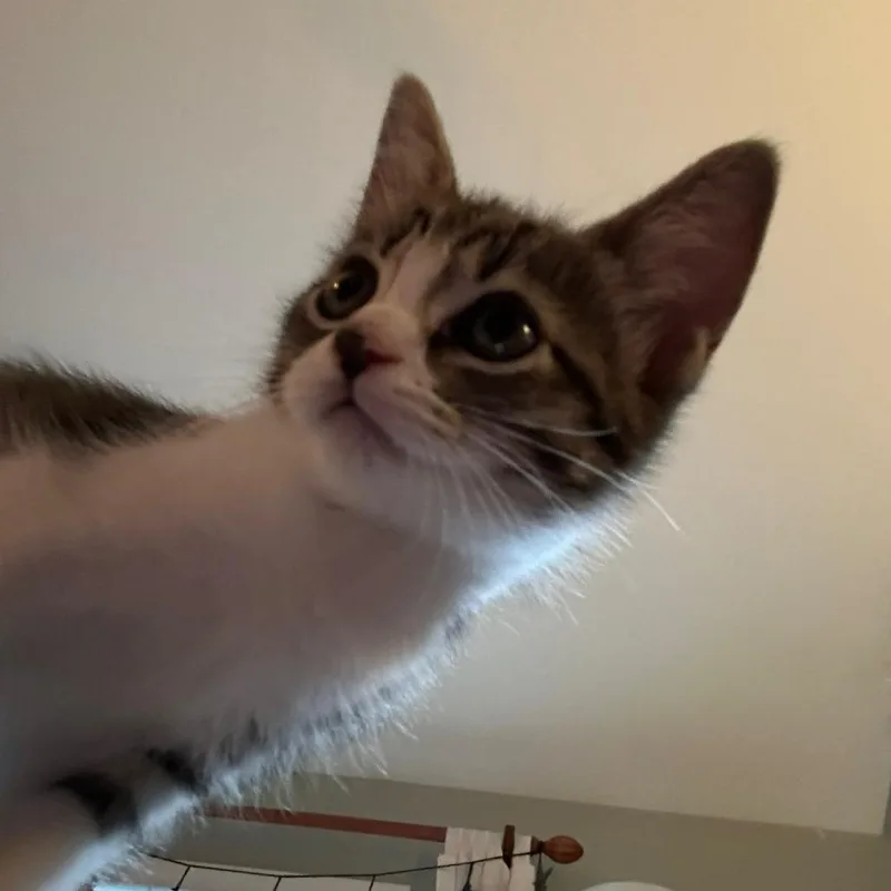 Olive thumbnail 2