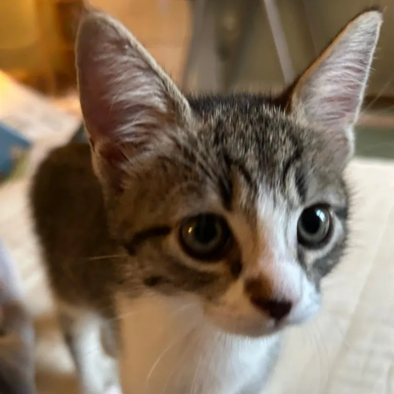 Olive thumbnail 3