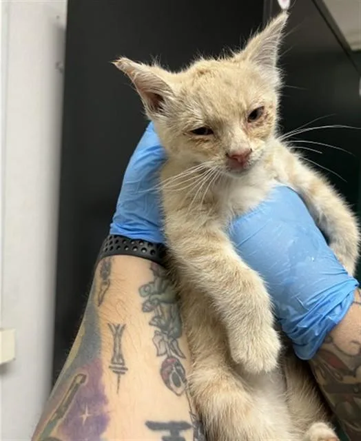 A baby small-sized female Domestic Short Hair cat named Clover for adoption in San Bernardino, CA