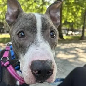 A young medium-sized male Gray / Blue / Silver Mixed Breed dog named Heartbreaker for adoption in Jersey City, NJ