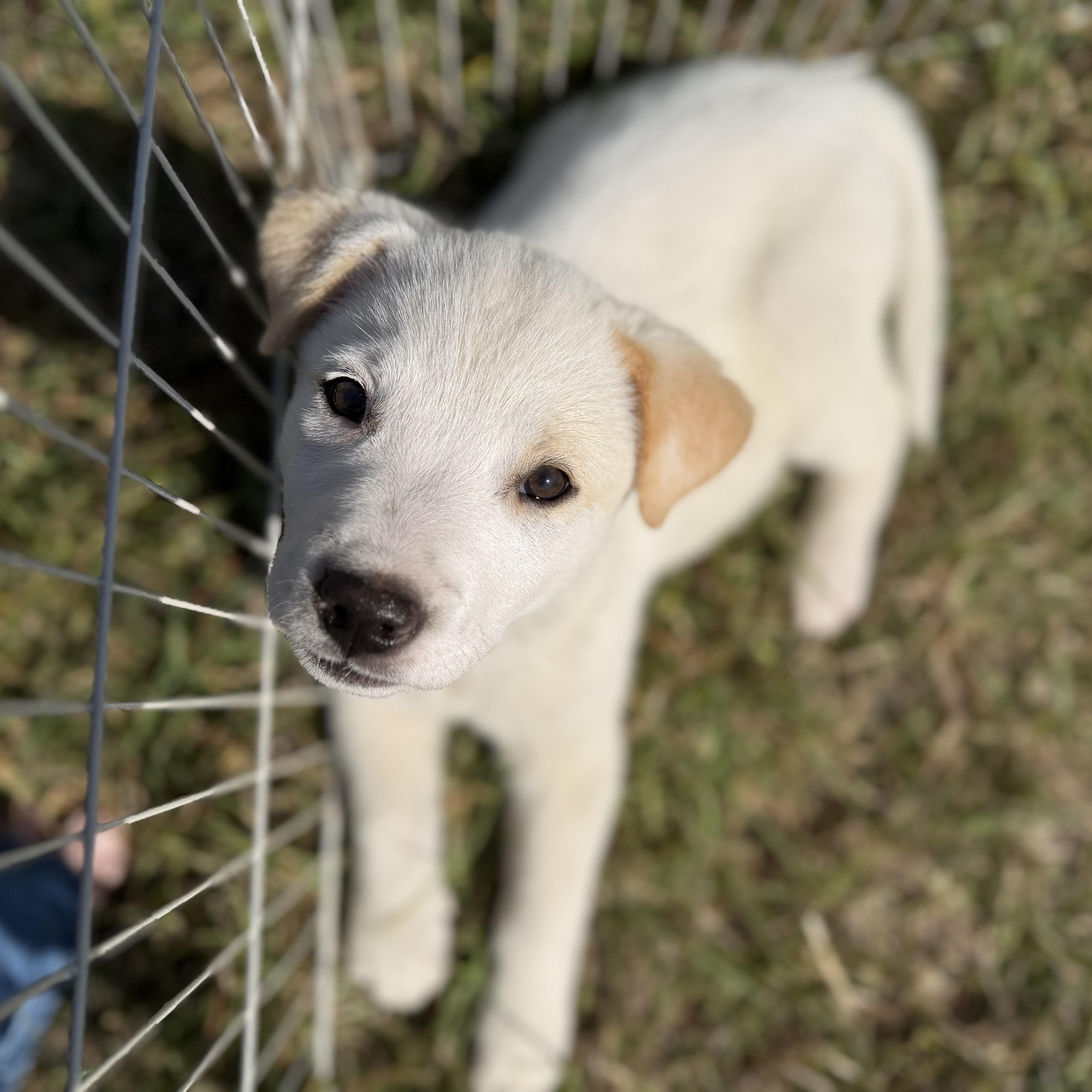 A baby medium-sized male White / Cream Labrador Retriever dog named Salt for adoption in Sanford, NC