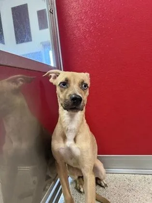 Neela