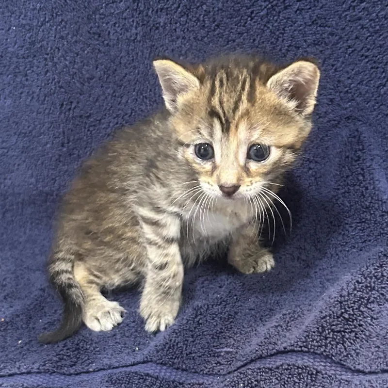 A baby small-sized female Brown / Chocolate Domestic Short Hair cat named Croutons for adoption in Oyster Bay, NY