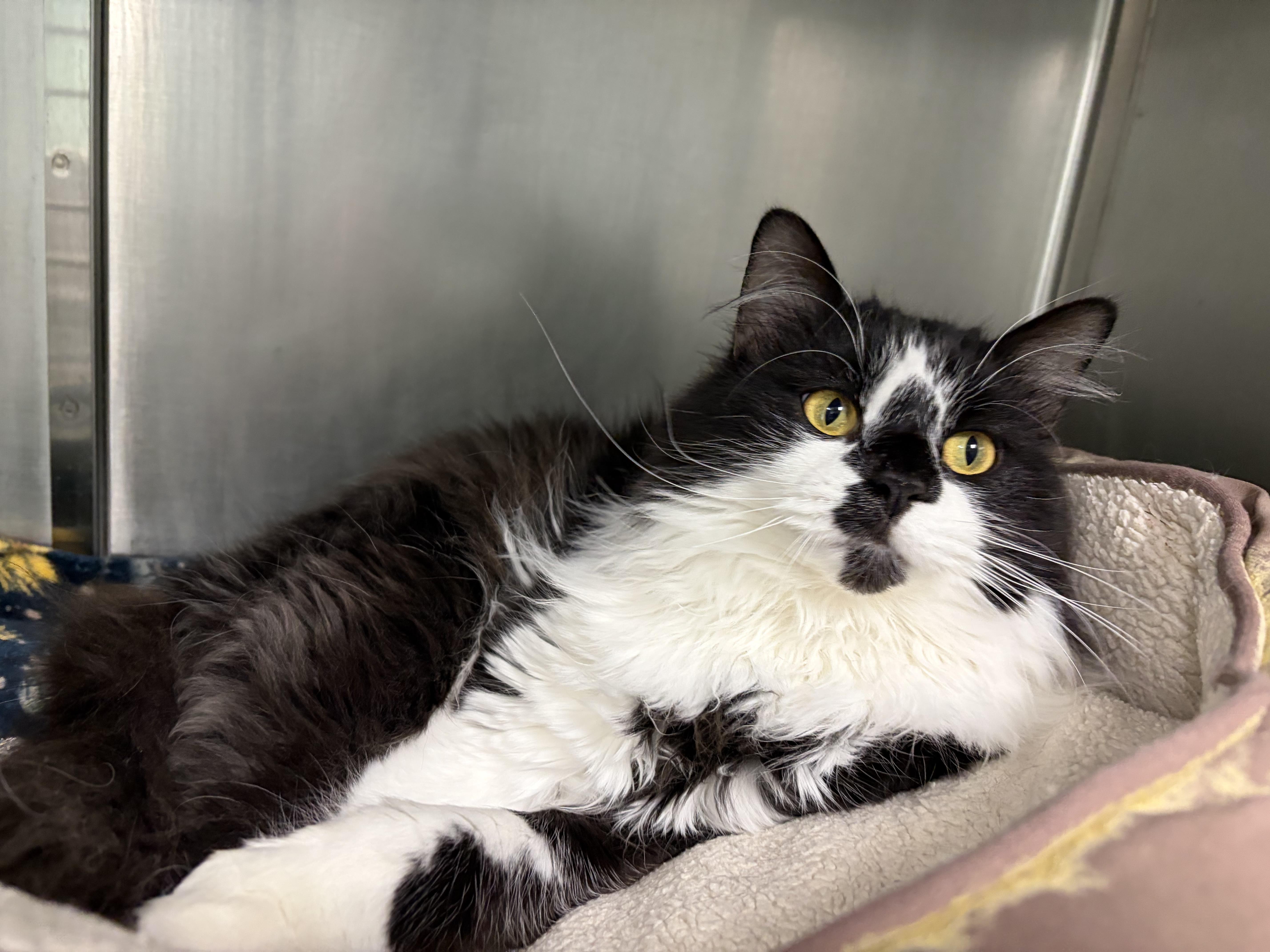 An adult large-sized female Black Domestic Medium Hair cat named Tweety for adoption in Frankfort, IN