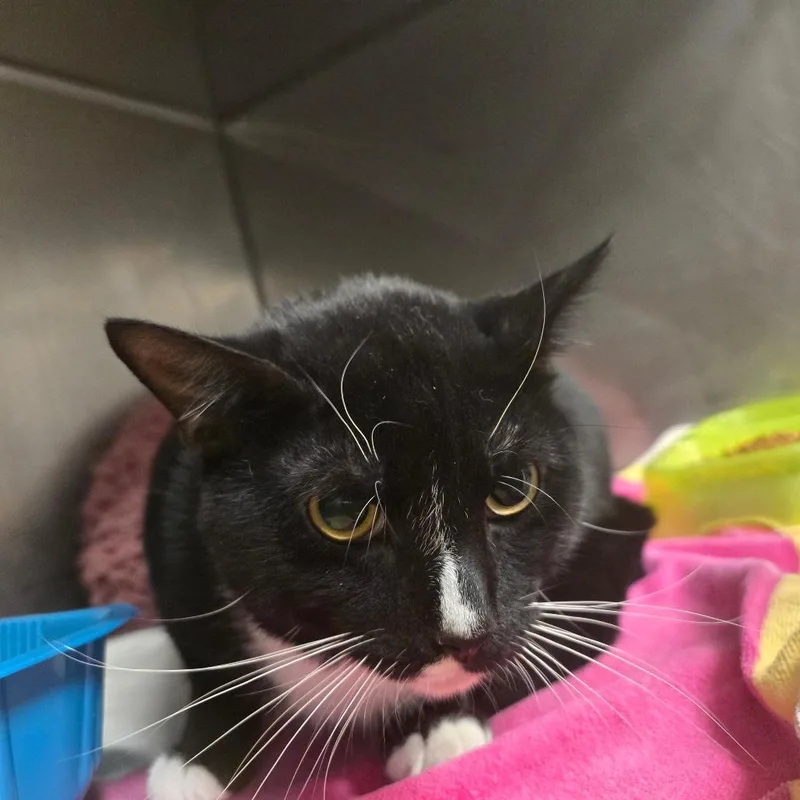 An adult medium-sized female Black Domestic Short Hair cat named Honey for adoption in Waldorf, MD