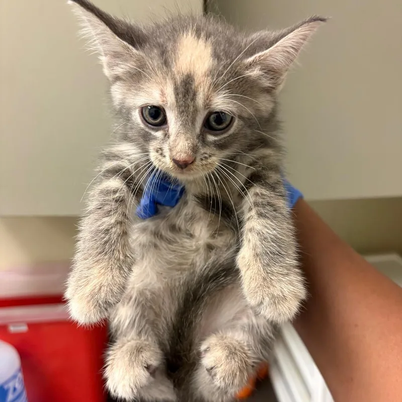 A baby small-sized female Gray / Blue / Silver Domestic Short Hair cat named Mo for adoption in Columbus, GA