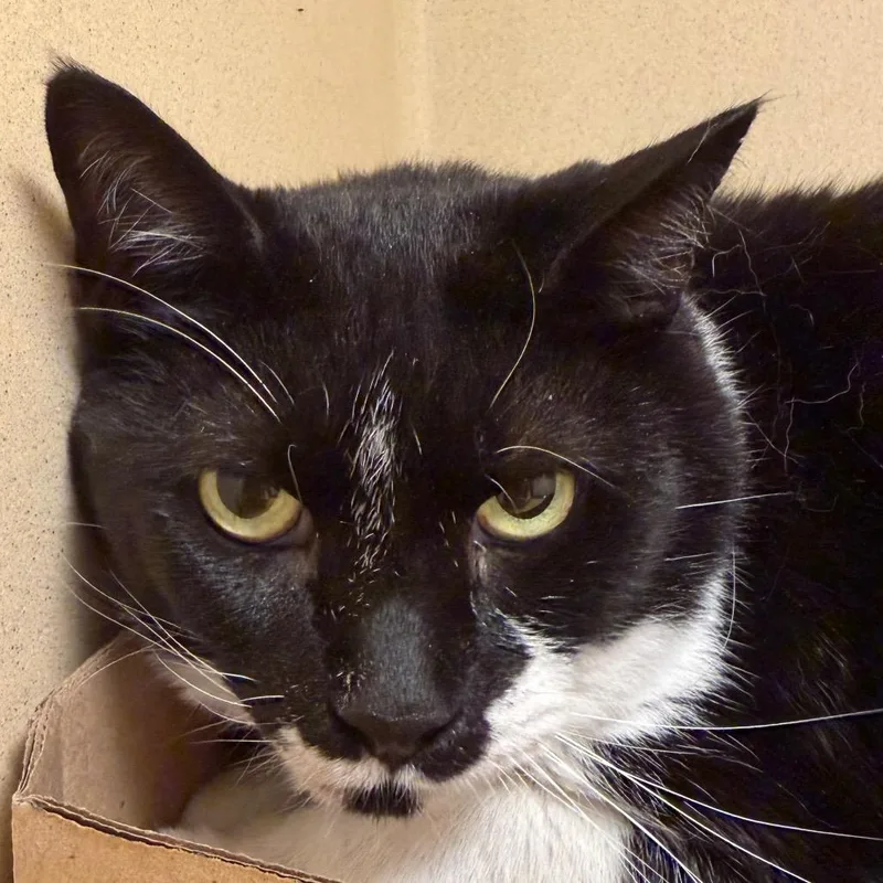 An adult small-sized female Black Domestic Short Hair cat named Gypsy for adoption in Beckley, WV
