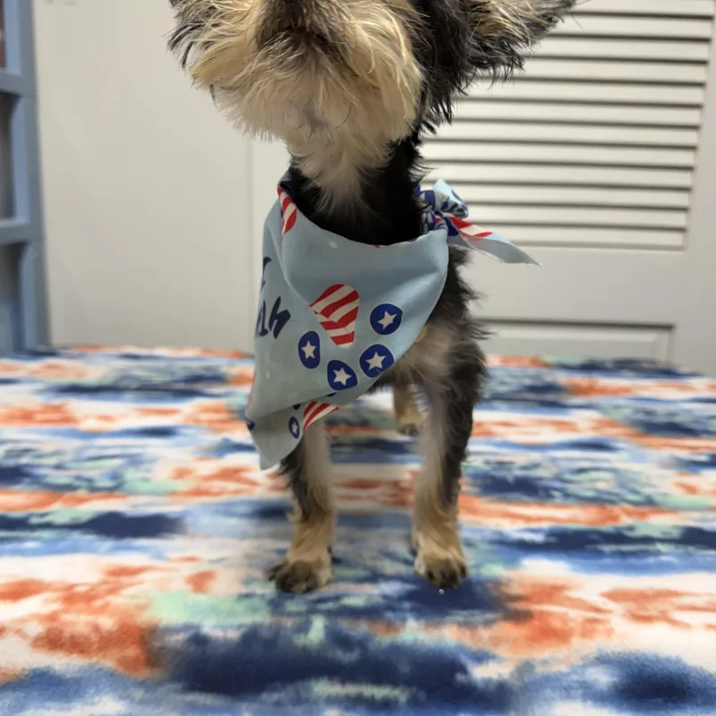 A baby small-sized female Black Yorkshire Terrier dog named Freya for adoption in Hartford, KY