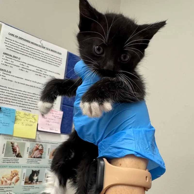 A baby small-sized female Black Domestic Short Hair cat named Summer for adoption in Columbiana, AL