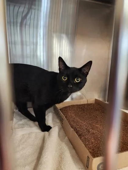 An adult small-sized male Domestic Short Hair cat named Bob for adoption in Independence, MO