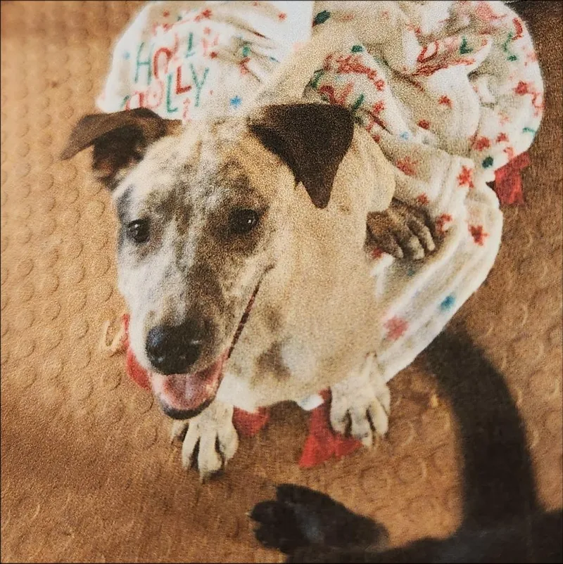 A baby medium-sized female Shepherd dog named Bubbles for adoption in Thompson Falls, MT