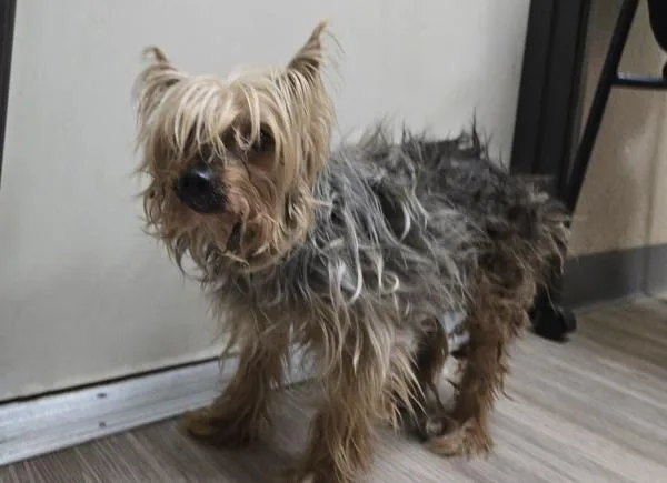 A senior small-sized male Yorkshire Terrier dog named Snacker for adoption in Oceanside, CA