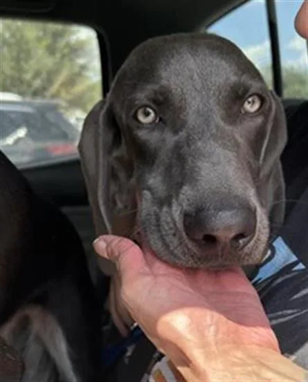 An adult medium-sized female Weimaraner dog named Remi for adoption in San Antonio, TX