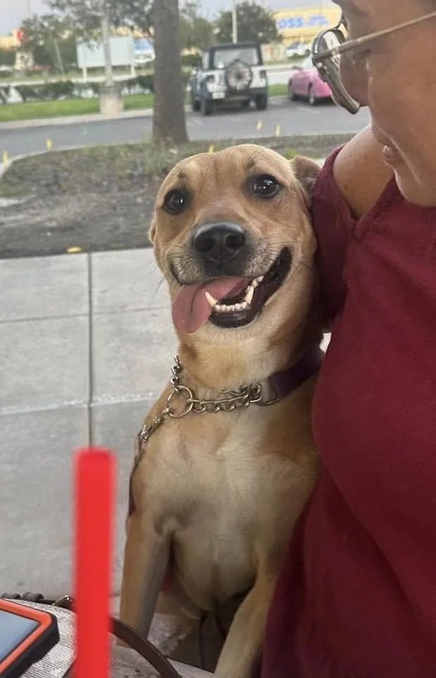 A young medium-sized female German Shepherd Dog dog named Joanie for adoption in Melbourne , FL