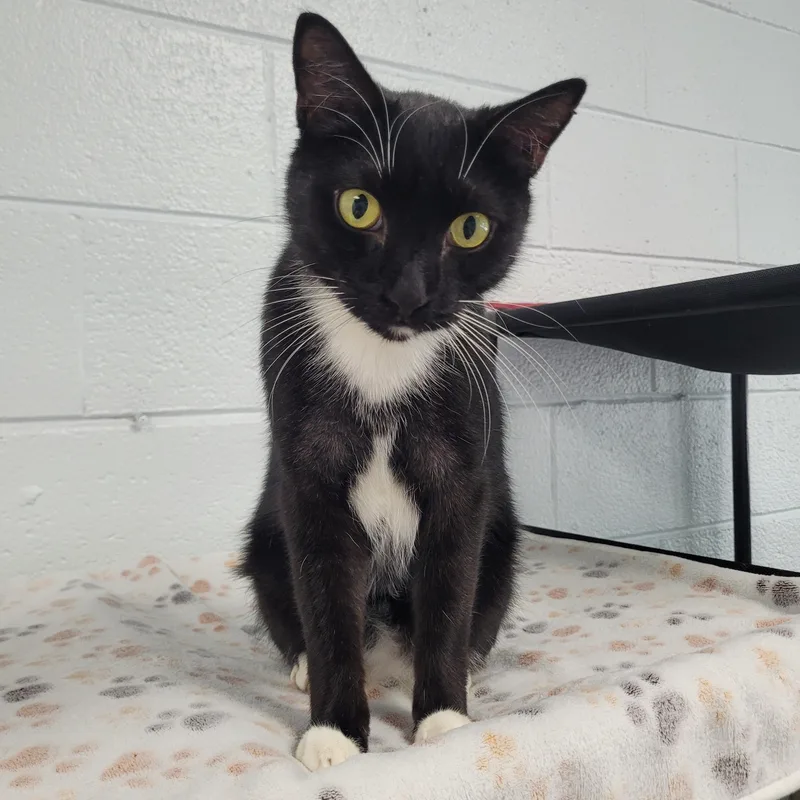 An adult medium-sized male Black & White / Tuxedo Domestic Short Hair cat named Jake for adoption in Morganton, NC