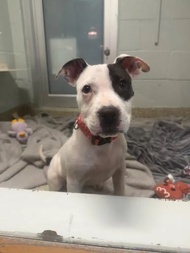 A young small-sized male Mixed Breed dog named Little B for adoption in Washington, DC