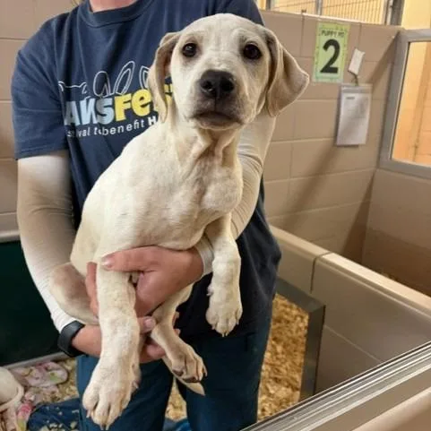 A baby small-sized female White / Cream Mixed Breed dog named Lilly for adoption in Waukesha, WI