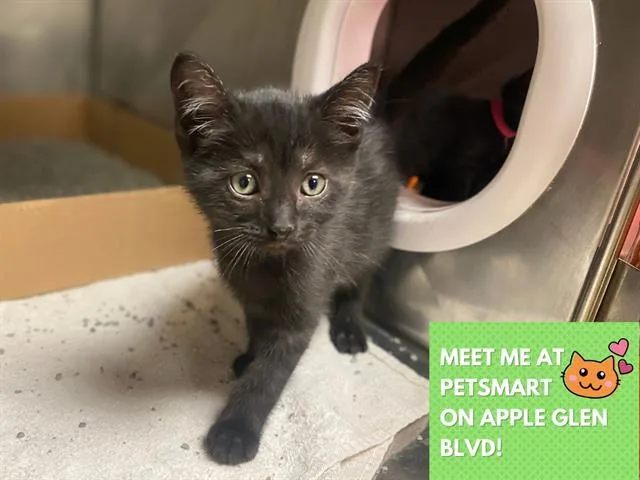 A baby medium-sized female Domestic Short Hair cat named Cinnamon Toast Crunch for adoption in Fort Wayne, IN