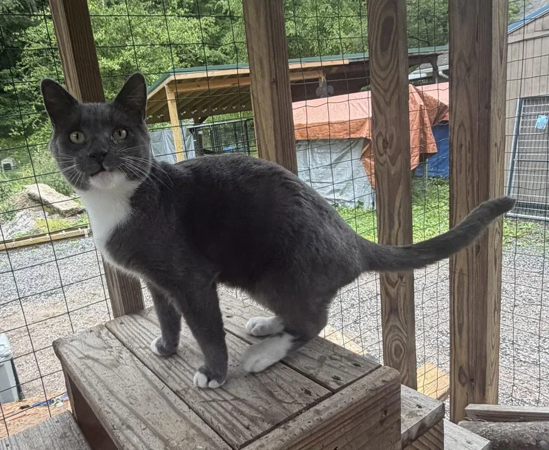 An adult medium-sized male Gray & White Domestic Short Hair cat named Nikolai for adoption in Elkins, WV