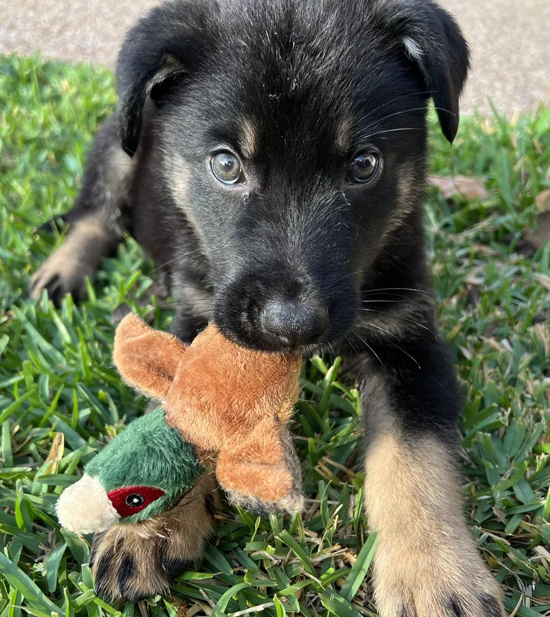 A baby large-sized male German Shepherd Dog dog named Gregory for adoption in Bryan, TX