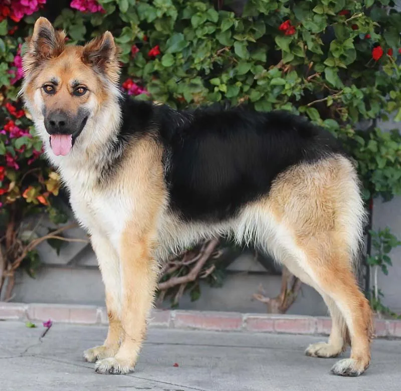 A young large-sized female Black German Shepherd Dog dog named Layla Von Lemberg for adoption in Los Angeles, CA