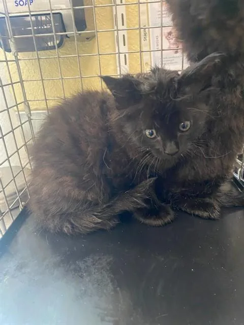 A baby small-sized female Domestic Medium Hair cat named Caroline for adoption in Fort Myers, FL