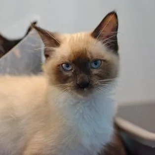 A baby medium-sized male Cream / Ivory Domestic Medium Hair cat named Spencer for adoption in Rapid City, SD