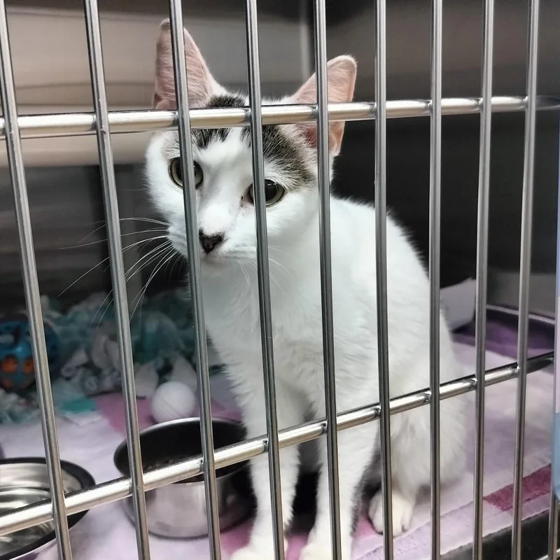 A young small-sized female White Domestic Short Hair cat named Fern for adoption in Naples, FL