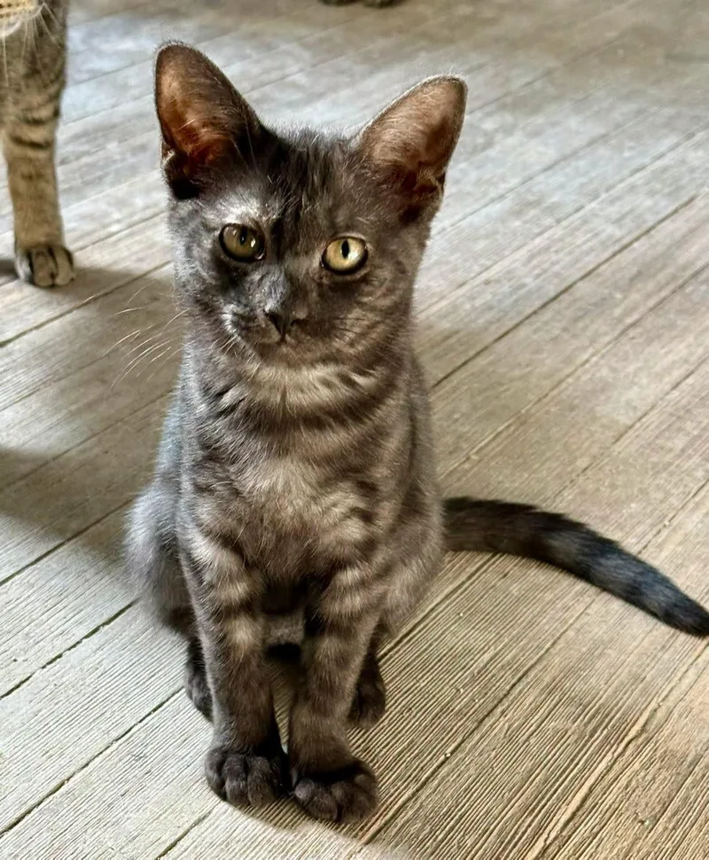 A young medium-sized female Black Domestic Short Hair cat named Alex for adoption in Shreveport, LA
