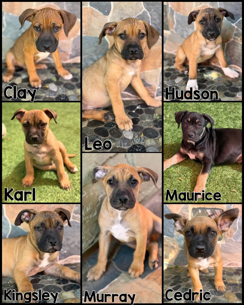 Male Pit Mix Litter