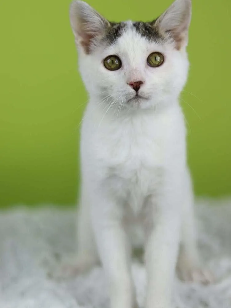 A baby small-sized male Black & White / Tuxedo Domestic Short Hair cat named Glue Stick for adoption in Lewisburg, TN