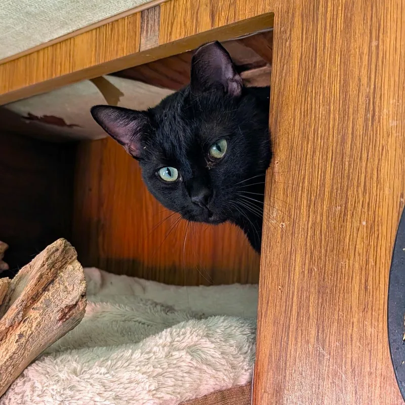An adult small-sized male Domestic Short Hair cat named Mackie for adoption in Washoe Valley, NV