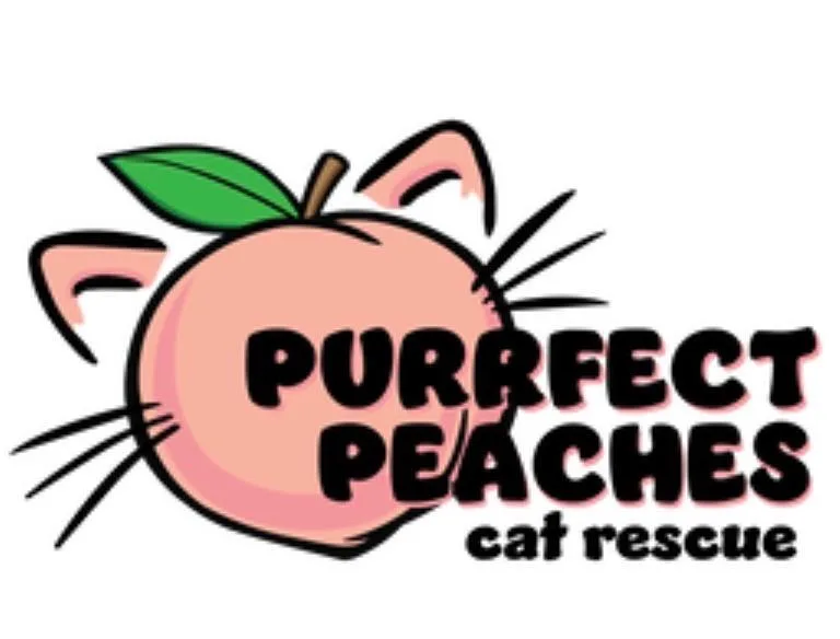 An adult medium-sized female Russian Blue cat named Punchy for adoption in Douglasville, GA