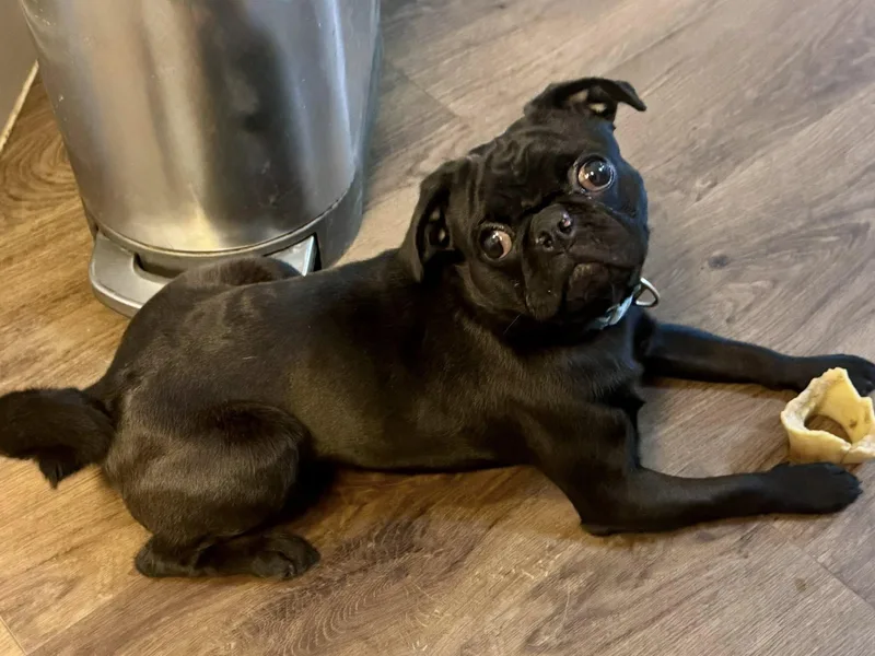 A young small-sized male Black Pug dog named Mushu for adoption in Knoxville, TN