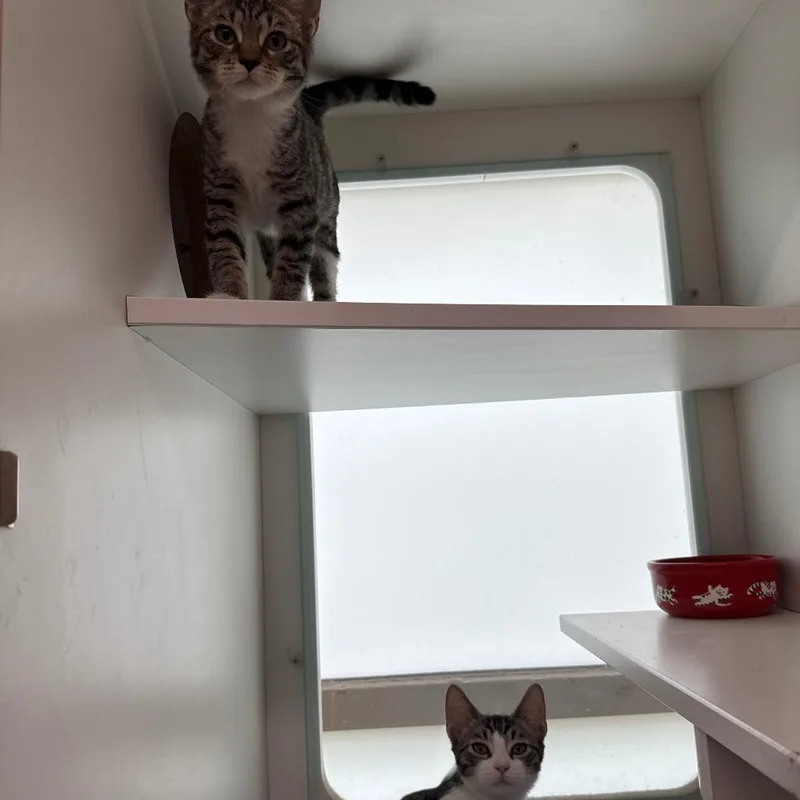A baby small-sized female Gray / Blue / Silver Domestic Short Hair cat named Relish for adoption in Branford, CT