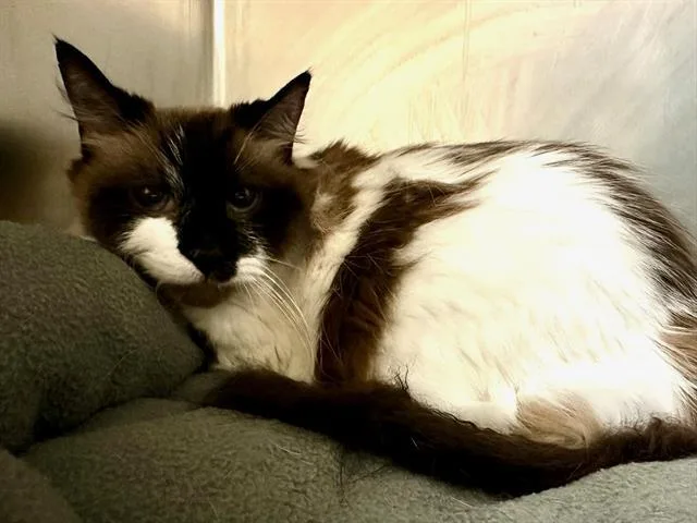 An adult medium-sized female Ragdoll cat named Atlas for adoption in Boston, MA